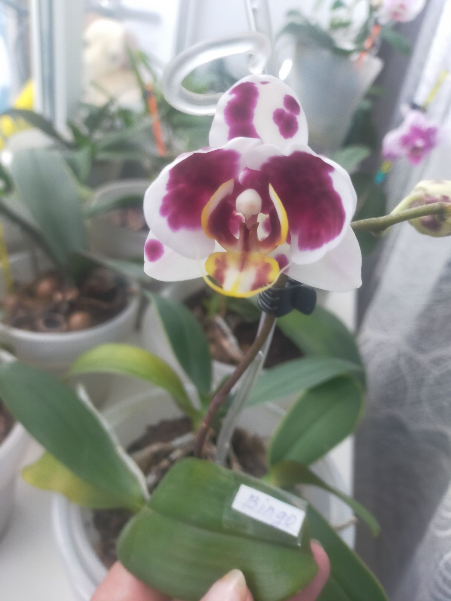 Продам орхидеи , разных сортов