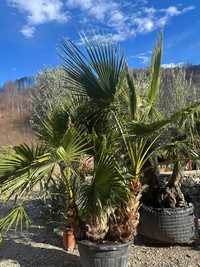 Palmieri Trachycarpus Fortunei, Washingtonia robusta rezista la îngheț