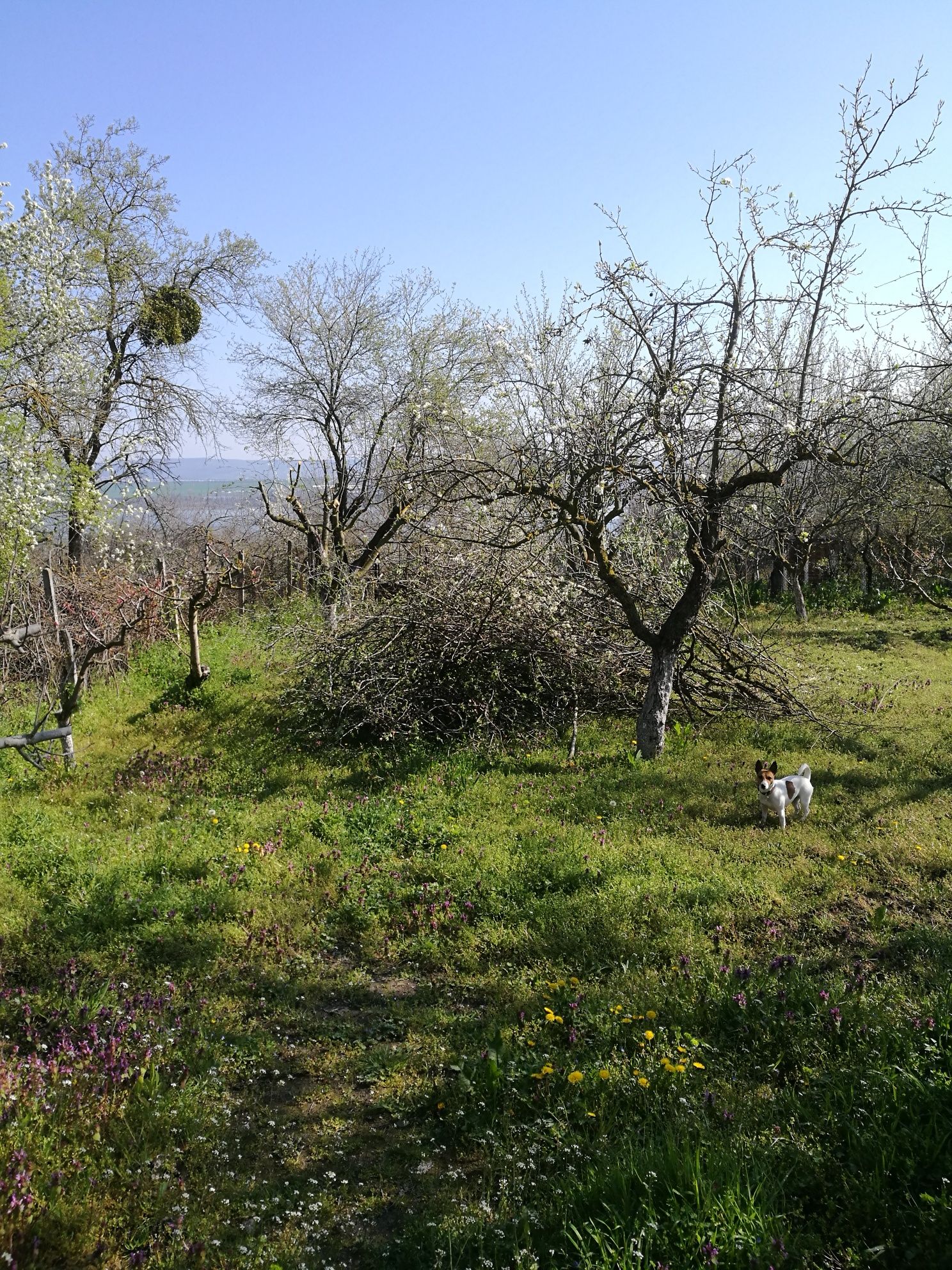 Рязане на дървета, косене на тревни площи, почистване на дворове.