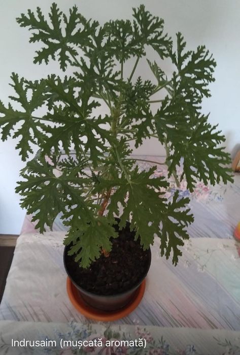 Indrusia planta la ghiveci