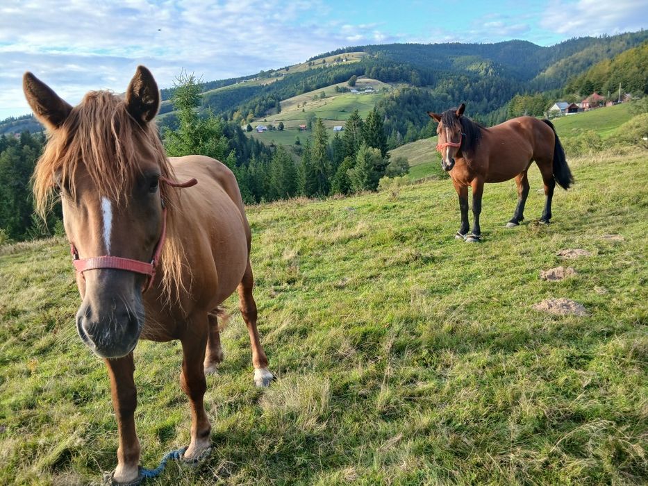 De vânzare 2 iepe...
