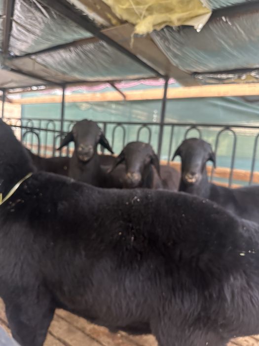 qõchqorlar sotiladi