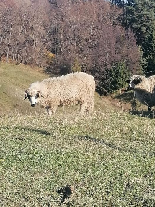 Miei de vânzare 17 lei kg.