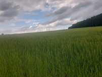vand 5 hectare teren arabil
