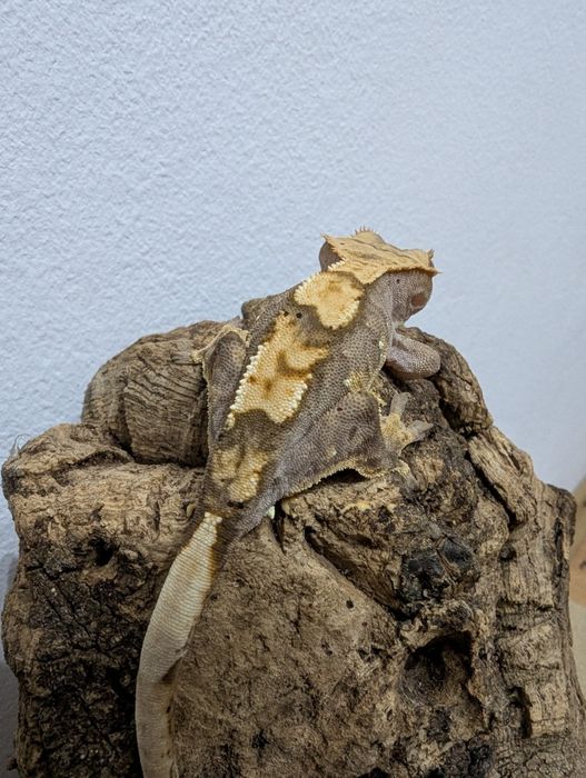 Soparla Gecko Crested juvenil - activ, sănătos (pt. începători și pasi