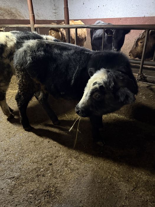 Vand doi viteii belgieni de 5 luni bucata