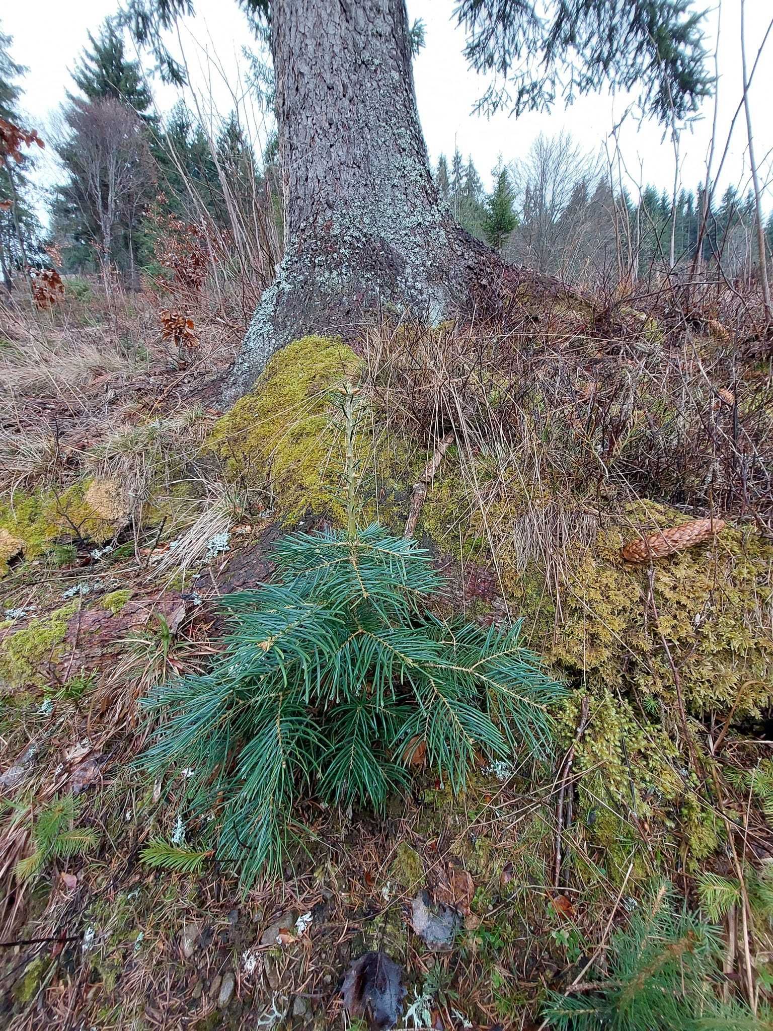 Brad american Abies concolor la ghiveci 5L- inaltime 60-80 cm (6 ani)