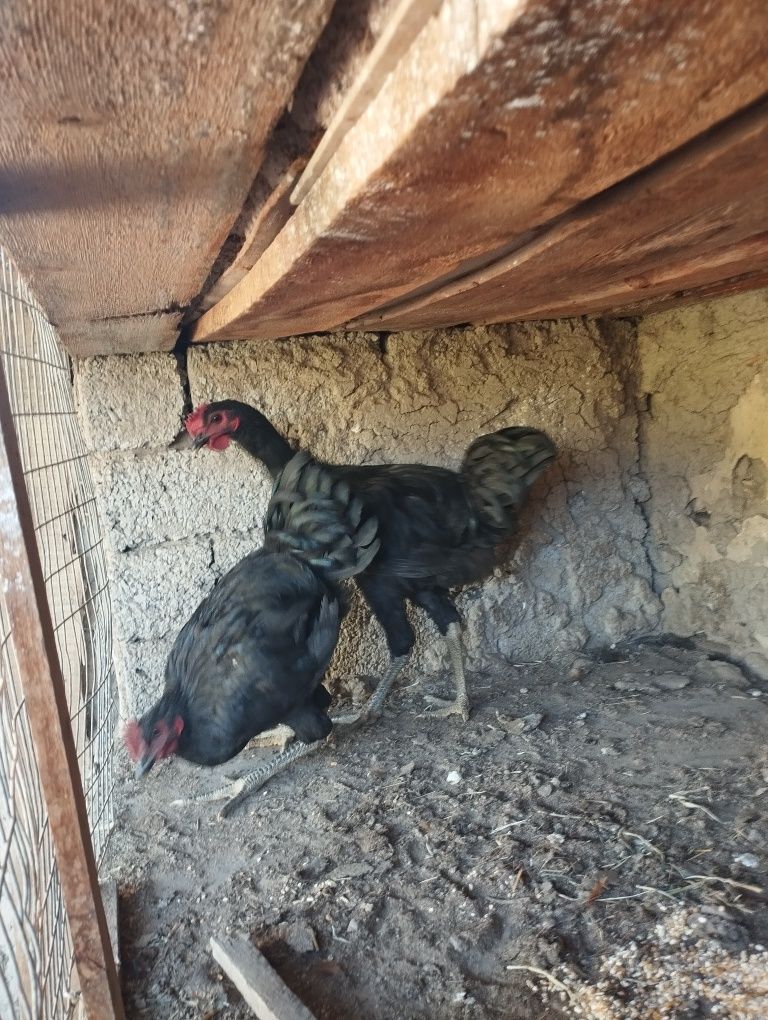 Gigant Qora Shahzoda sotiladi
