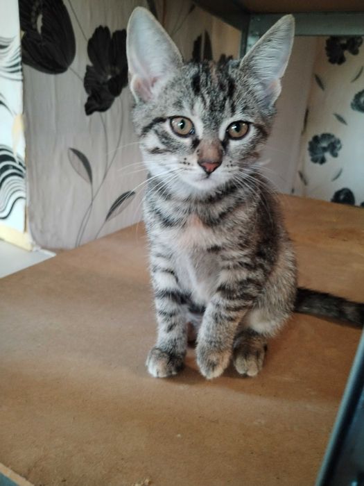 Подарявам много красиви ддомашни котенца, област Варна