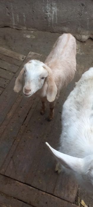 Сүтті ешкілердің Ұрғашы лақтар 5-6 айлық