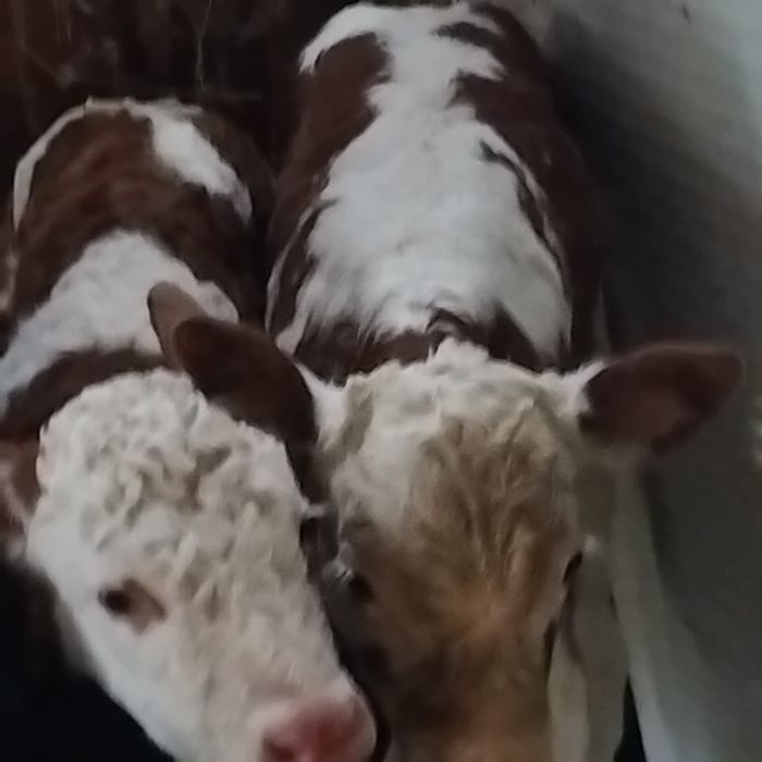 Vand 2 Vitei baltati