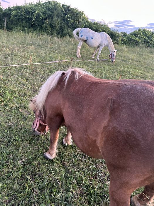 Vand poneita cu manz in burta