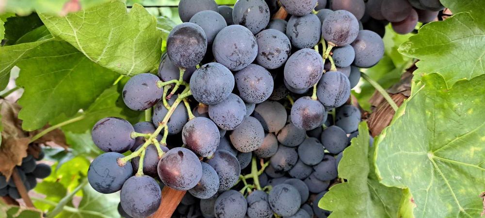 Продавам грозде за ракия и вино
