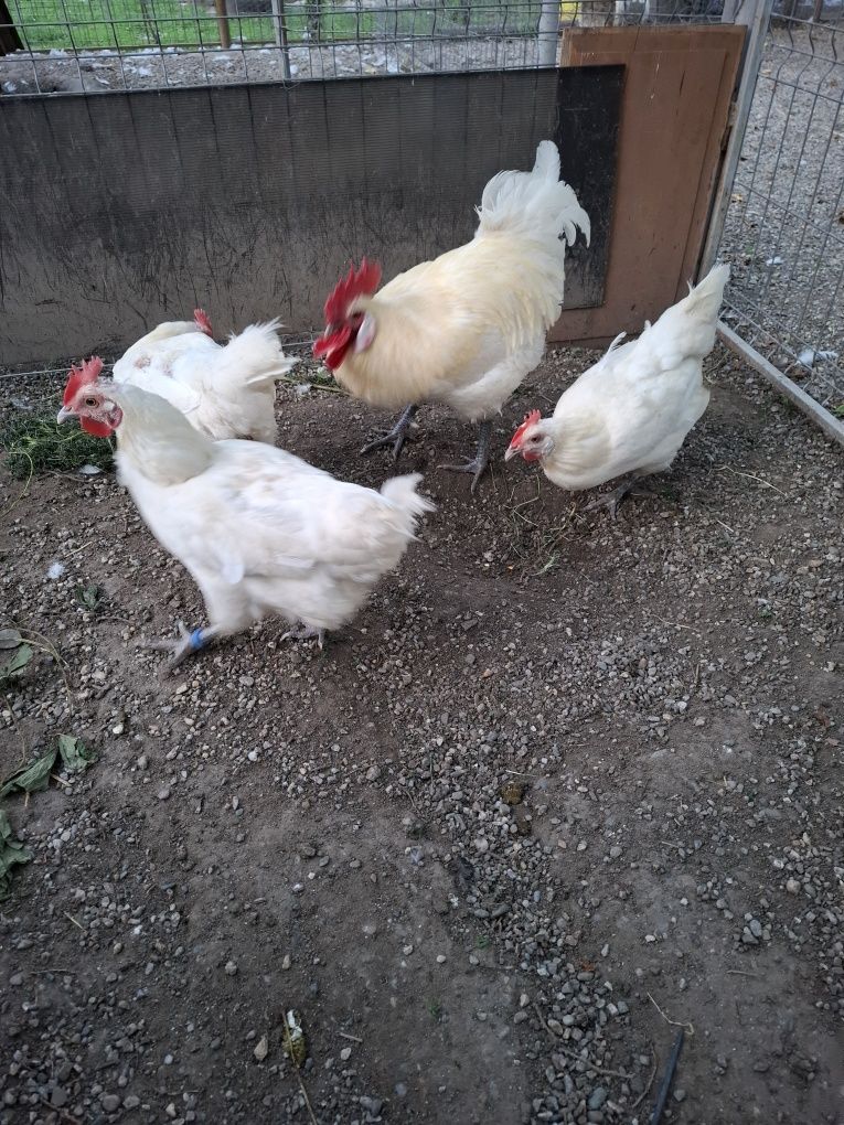 La Bresse perechi sau familie