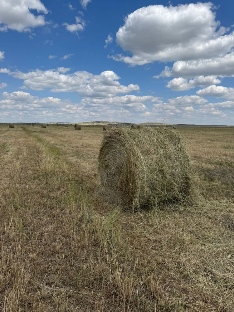 Продаю сено в Рулонах