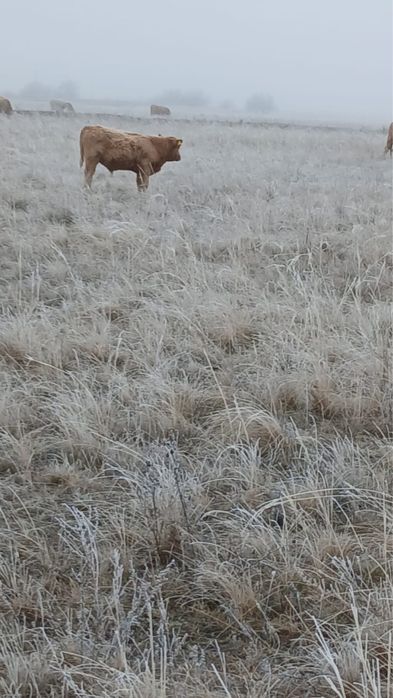 Продам бычков