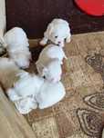 Donez căței bichon mini toy