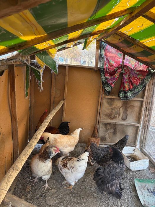 Тауық,4 еркек 4 ұрғашы