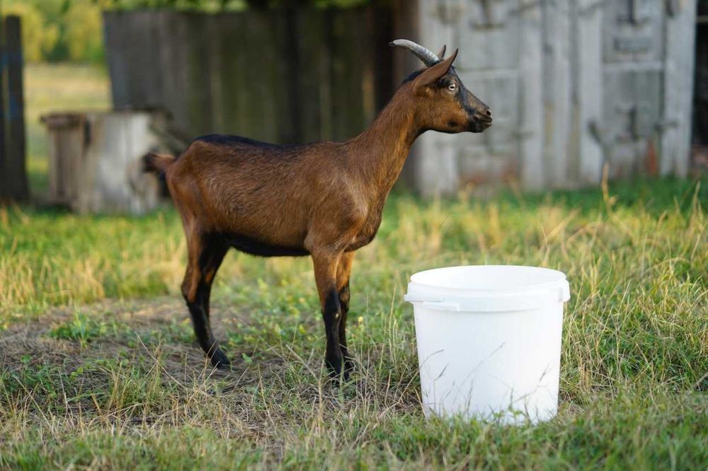 Vand caprita/iada alpina franceza 11 luni