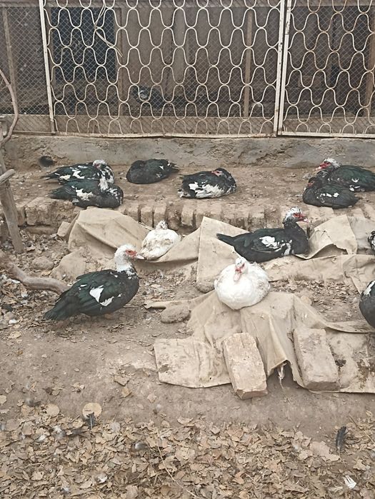 Индушкалар сотилади