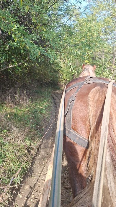 Vând sau schimb  cu o iapa cu forme