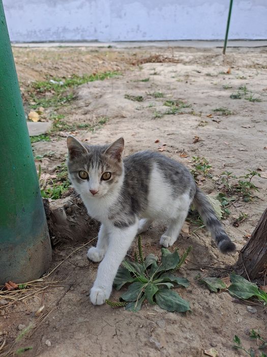 Котята 4 месяца, в ответственные руки