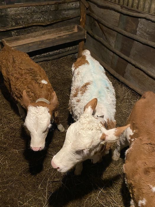 Vând 3 vițele înțărcate