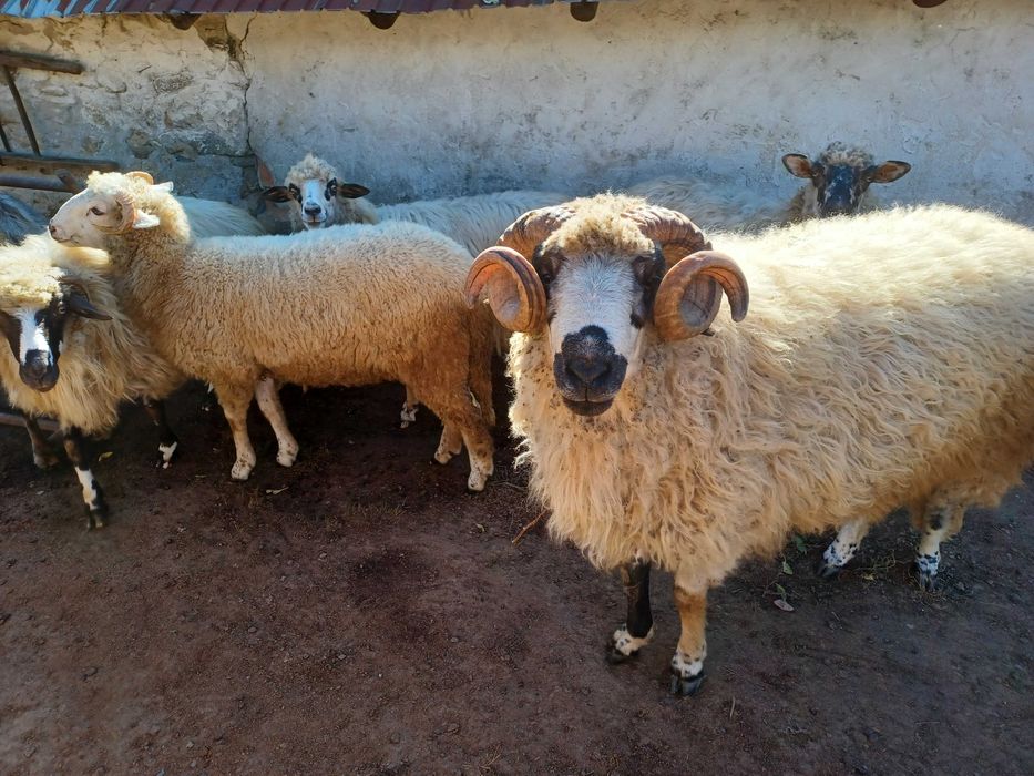 Berbec de rasă de vânzare