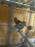 Canari razza de vanzare
