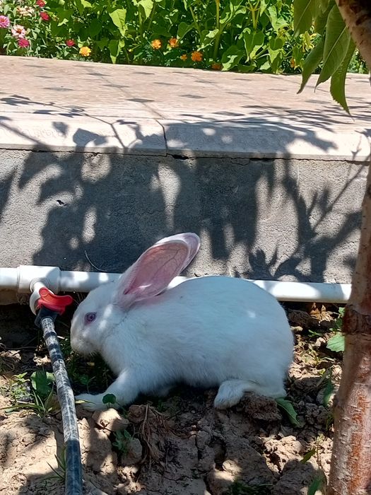 Великан куен боласи