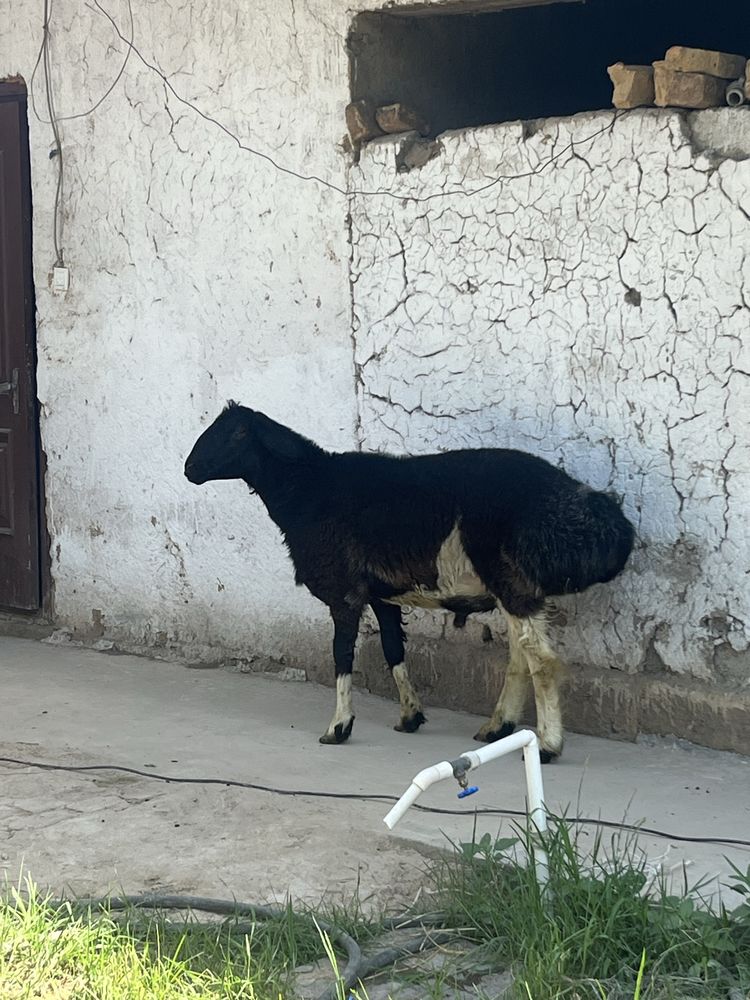 Qo'chqor sotiladi