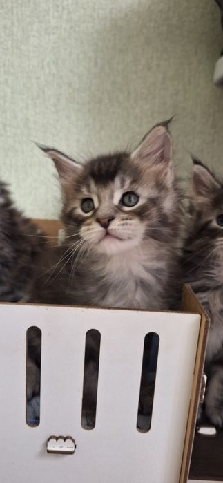 Котята  мейн-кун