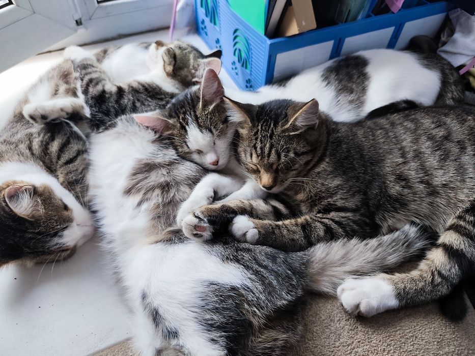 Отдам котят 7 месяцев