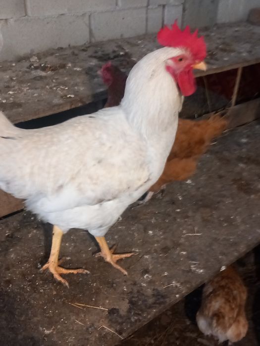 Петли и пуйки и пуяци