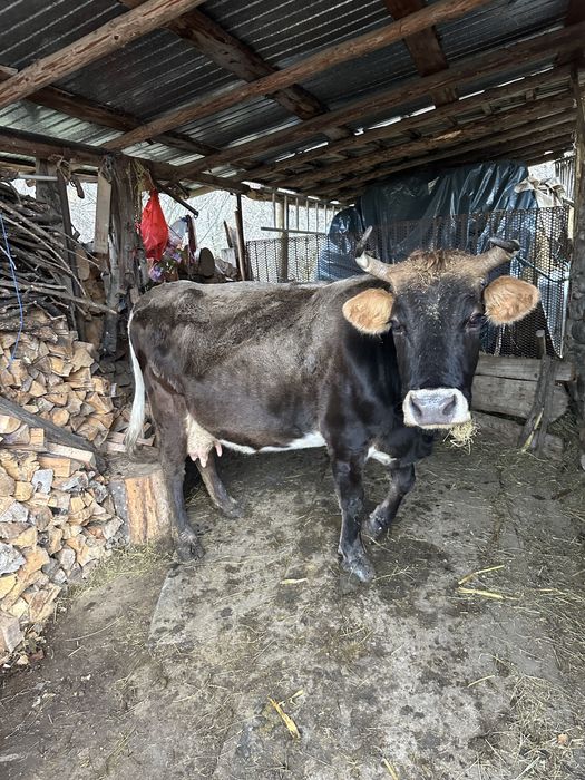 Vand vaca depusa sa fete in ianuarue plus cu  vița de 7 luni