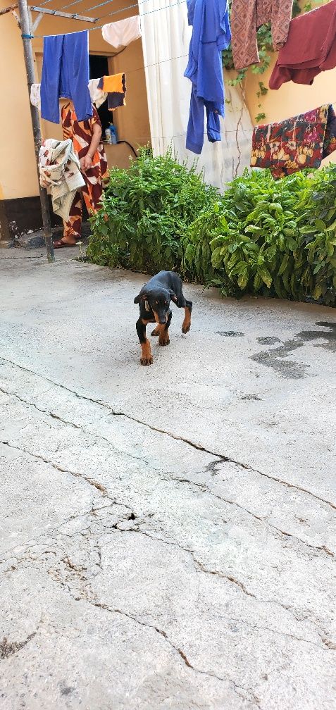 Doberman kuchuk 2,5 oylik qiz