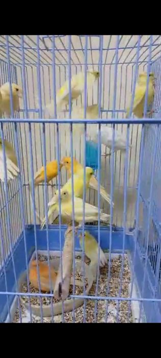 Тайор модалар сотилади донага 200 минг оптом 150минг