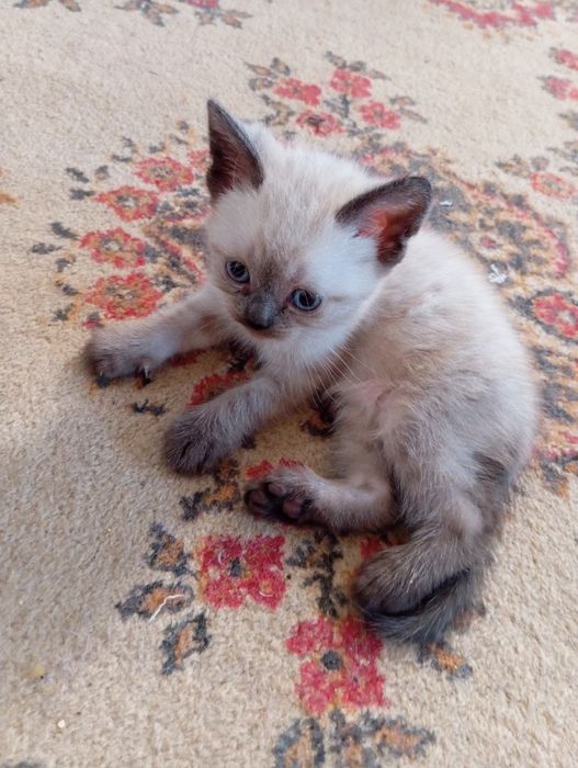 Продам сиамского котенка