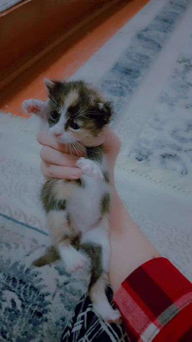 Mushuklar sotiladi hali sutdan chiqmagan faqat yaxshi qoʻllarga berami