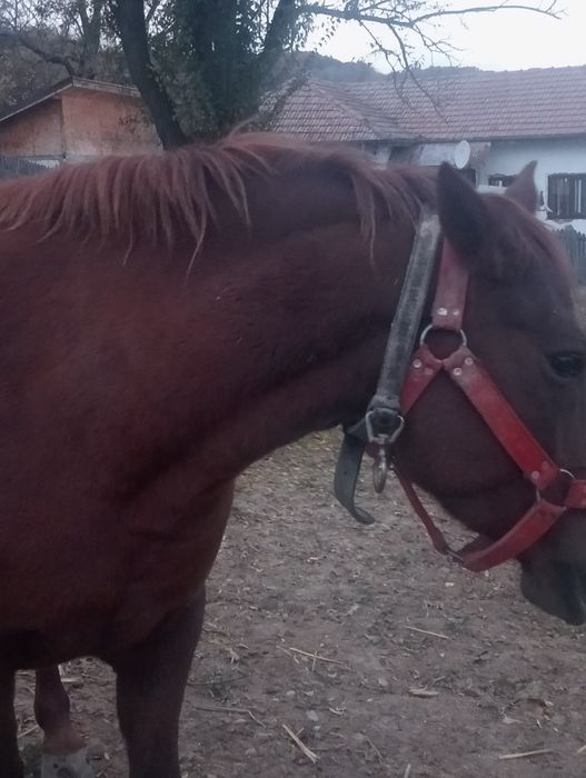 Iapă  cu mînză de 6 luni Berlești Gorj