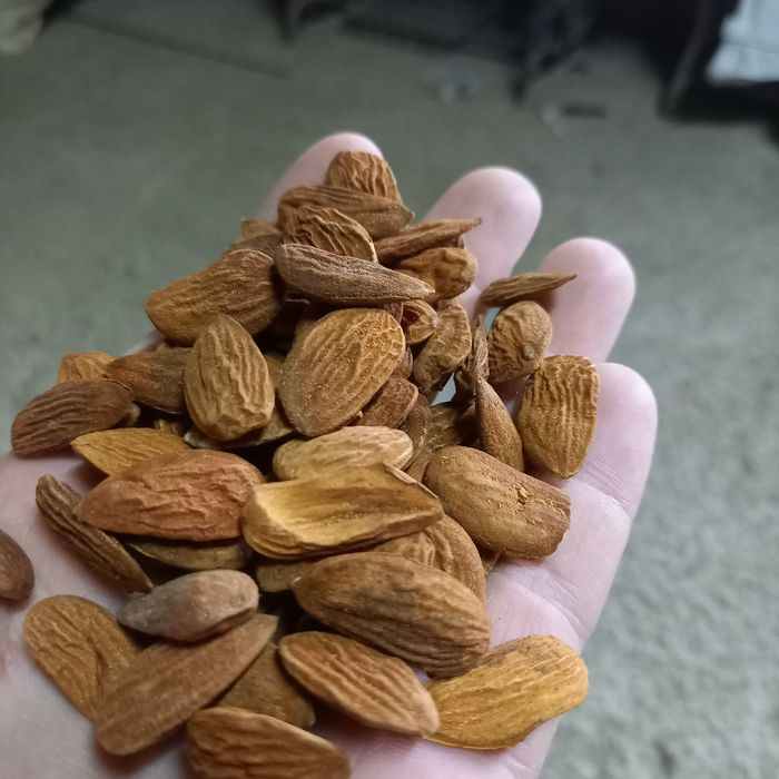 Бадеми реколта 2025г