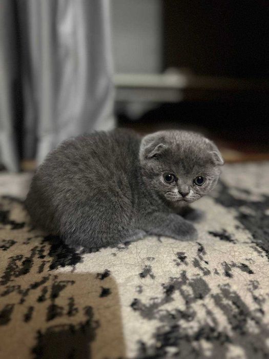 Britanskiy skotish fold mushukcha