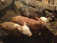 Продам телят от молочных коров белоголовыхи от белоголового быка