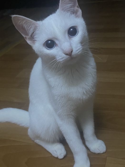 Отдам котенка белого