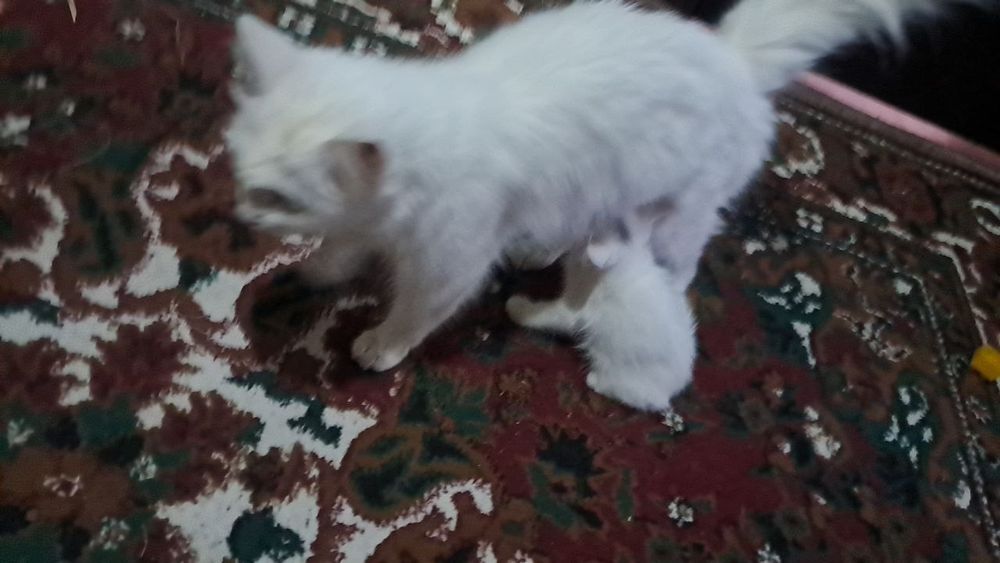 Мушук болалари сотилади Эгасини номери Мушук болалари сотилади