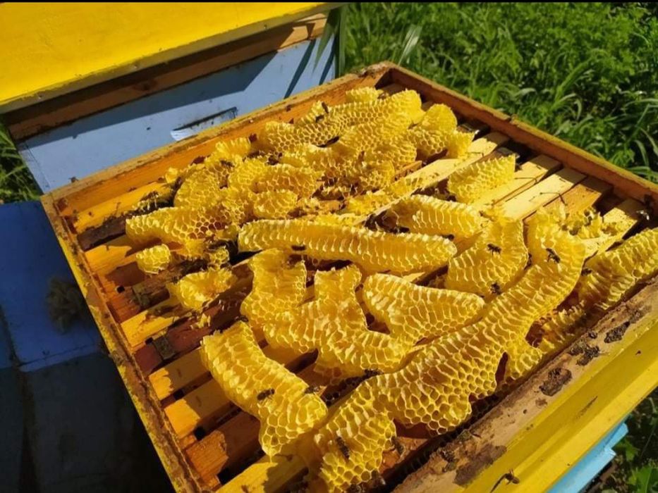Пчелен мед и пчелни продукти от Стара Планина