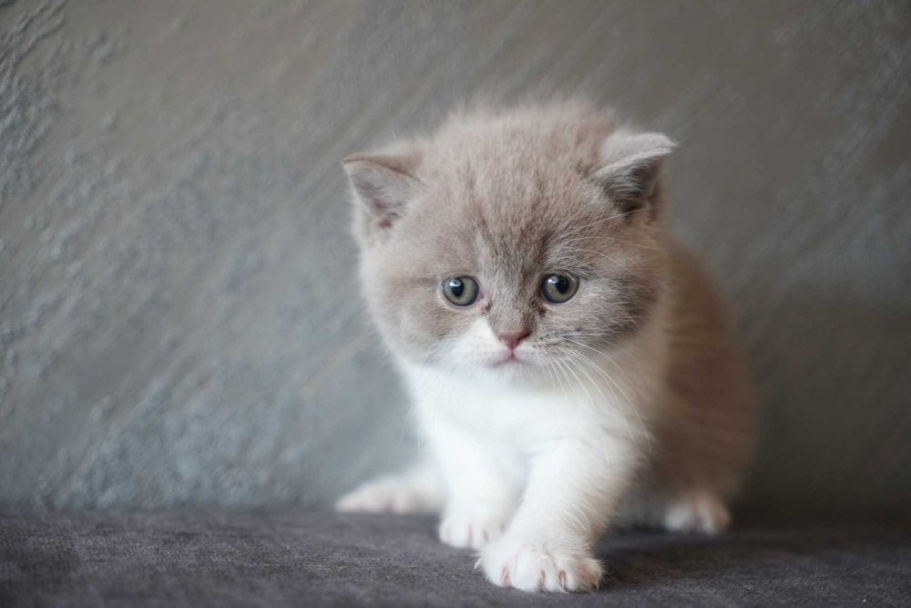 Британска късокосместа