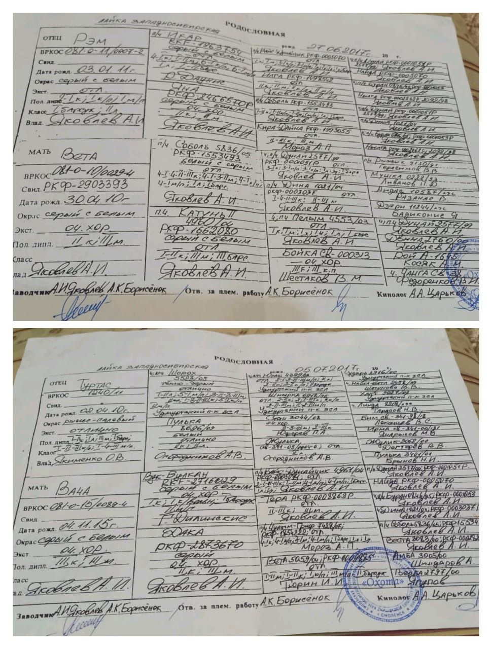 Бронь щенков ЗСЛ!!!