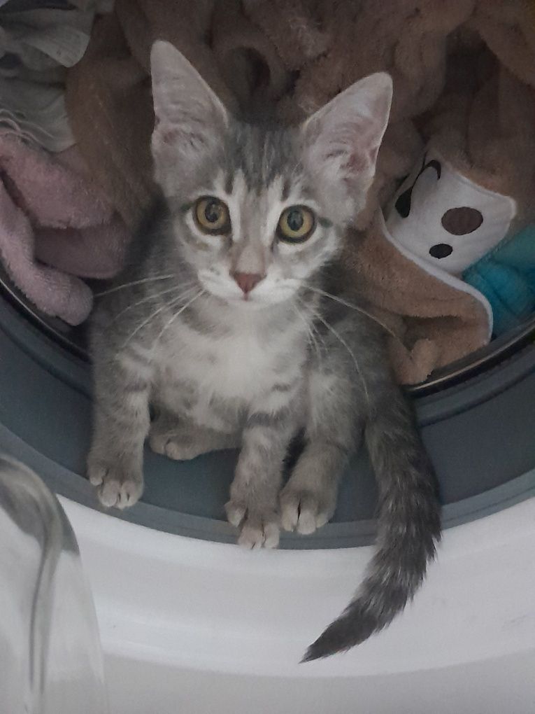 Только в добрые руки домашний котёнок (девочка)!