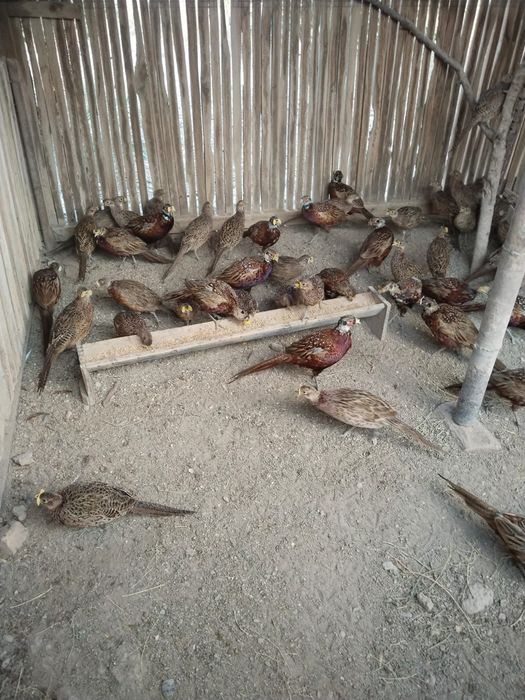 Қырғауылдар сатылады